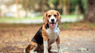Beagle