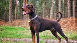 Doberman Pinscher