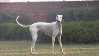 Mudhol Hound (Caravan Hound)