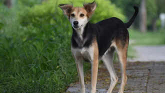 Indian Pariah Dog (Indie)