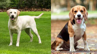 5 Healthiest dog breeds suitable for the Indian climate