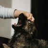 more than a animal a comfort zone
