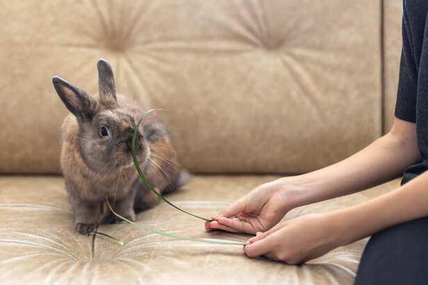 girl feeding pet rabbit