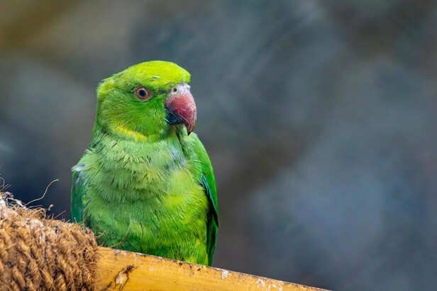 parrot sitting