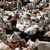 Cash Cows: An African Country Is Repaying Its Rs 770 Crore Debt To ...