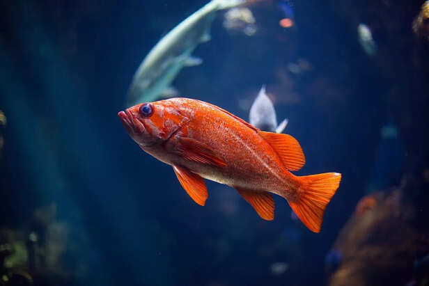 orange fish
