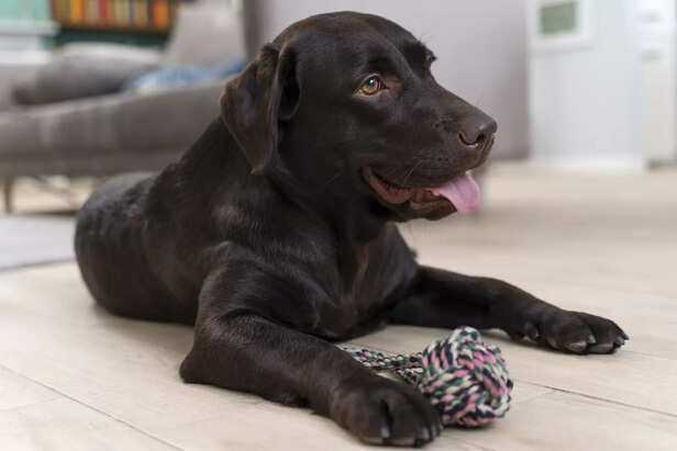 Understanding puppy play behavior