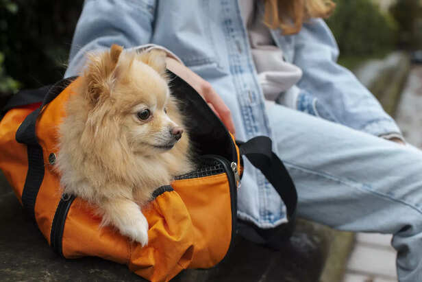 Pet travel is shaping modern tourism