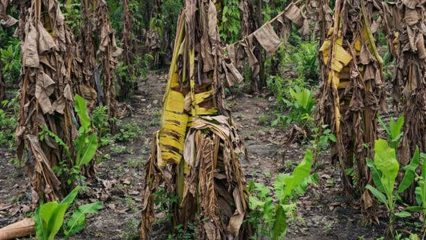 अगर एक पौधे को यह रोग लग गया तो सभी पौधे इसकी चपेट में आ सकते हैं।