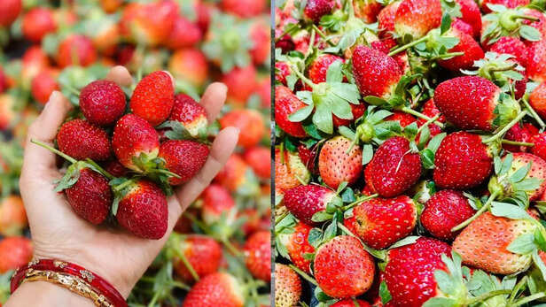 ओडिशा में पहली बार ऑर्गेनिक स्ट्रॉबेरी की खेती।