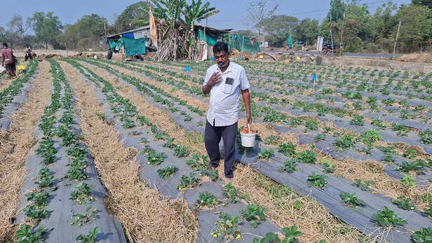 स्ट्रॉबेरी जैसी वैकल्पिक फसलें किसानों को नया रास्ता देती हैं।