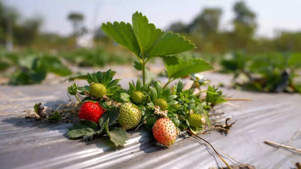 अब तो कई गाँवों के किसान स्ट्रॉबेरी की खेती की जानकारी लेने आते हैं। 