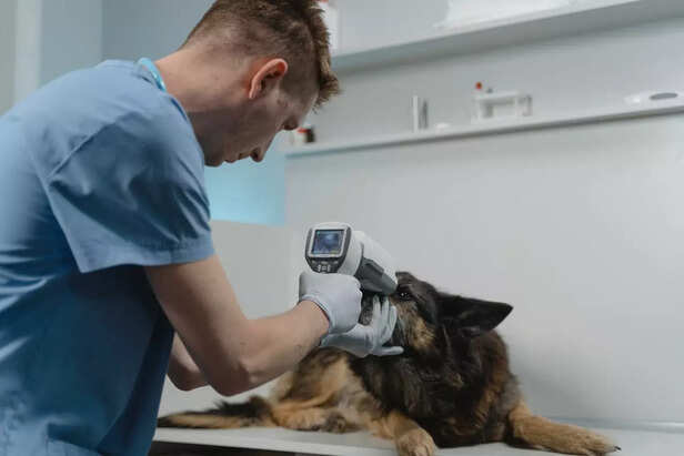 Vet checking a dog