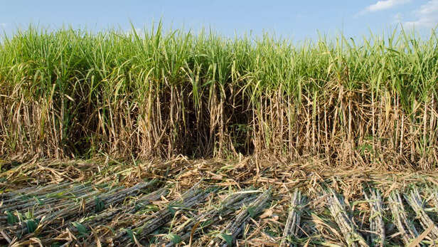 Co 86032 (नयना) गन्ना किस्म बन रही प्रायद्वीपीय भारत के किसानों के लिए बन रही स्थित कमाई भरोसा।