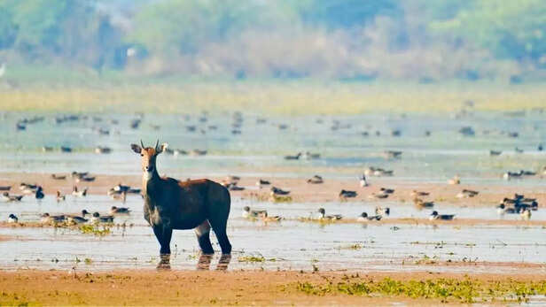 उत्तर प्रदेश के एटा जिले में स्थित Patna Bird Sanctuary भी अब आधिकारिक रूप से रामसर साइट की सूची में शामिल हो गया है।