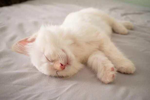 White fur, pure heart, peaceful spirit