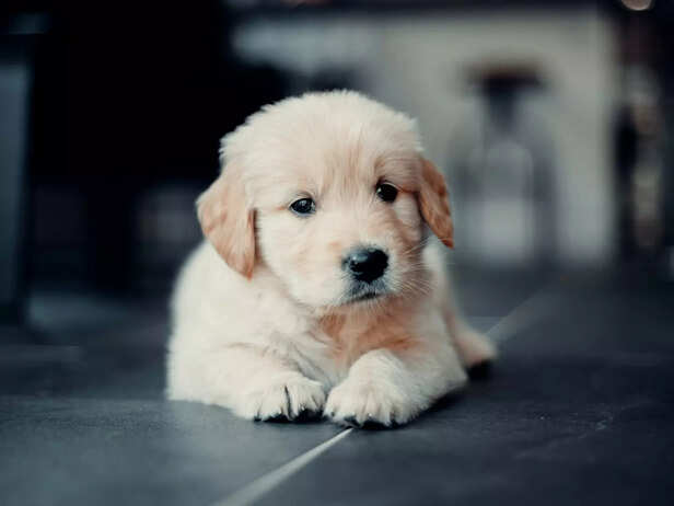 Intelligent, patient, and endlessly affectionate