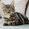 Because a well-groomed cat is a confident cat