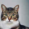 Keep your cat clean, calm, and camera-ready