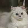 Keep your cat clean, calm, and camera-ready
