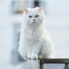 Fluffy fur starts with gentle care