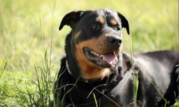 Existing pet owners must follow strict leash and safety guidelines under the new rules..