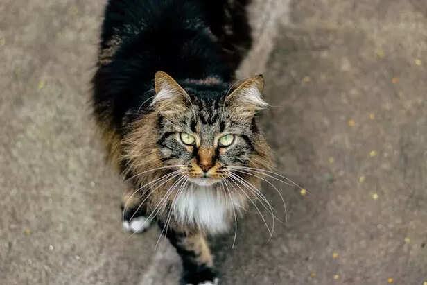 Maine Coon