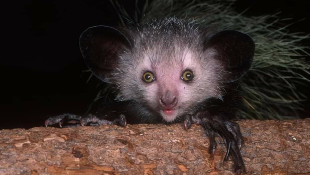 Aye-ayes are Found Only in Madagascar | Instagram - @aye_aye_conservation