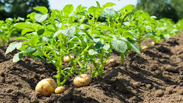 plantation-potatoes-ready-harvest