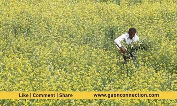 फरवरी की बारिश से सरसों का काफी नुकसान