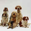 Dog Lifespan: Breeds That Live Longer