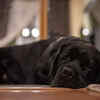 Dogs Sleep