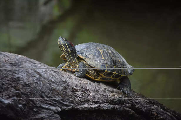 Western Painted Turtle Identification