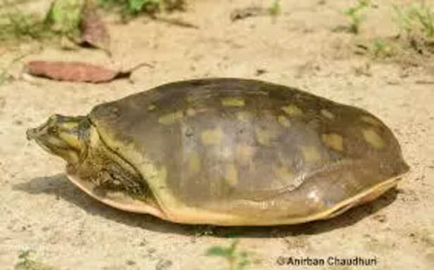 Softshell Turtle Found in Indian Rivers