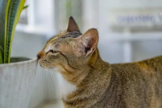 Cat sniffing