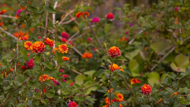 मुडुमलाई में लैंटाना से ब्रिकेट्स बनाकर बचाया जा रहा वन्यजीव आवास।