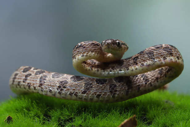 boiga multo maculata snake