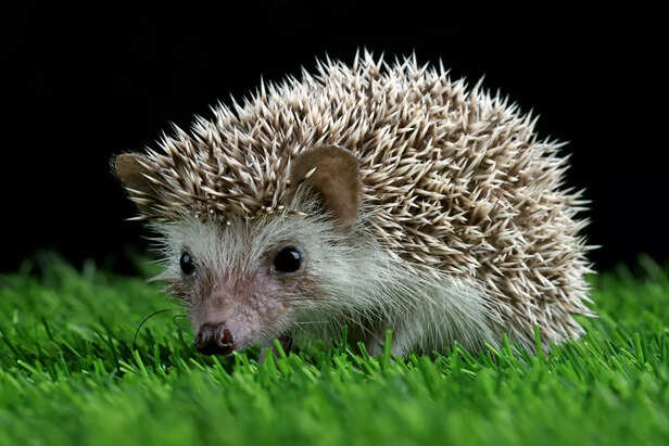 baby hedgehog