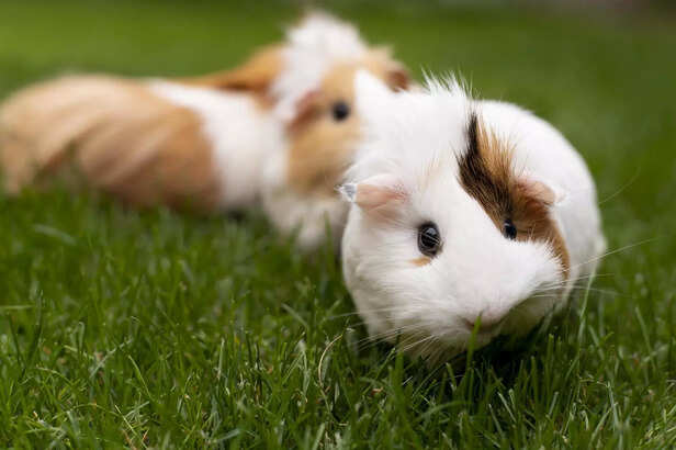 guinea pig