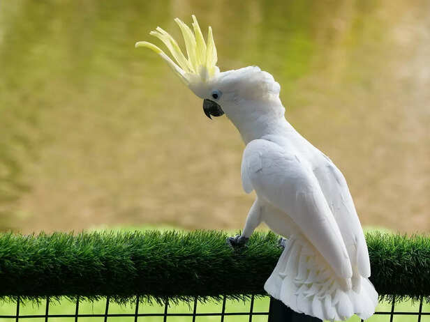 white crest cockatoo