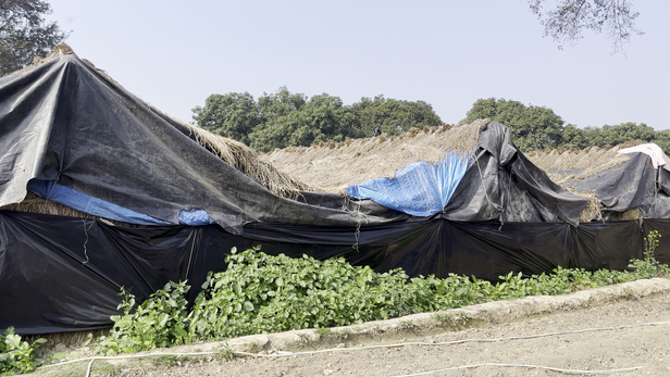 बटन मशरूम का सैटअप