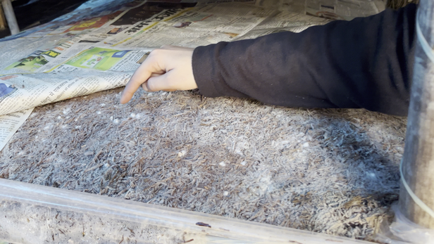 मशरूम की खेती में Span खास ख्याल