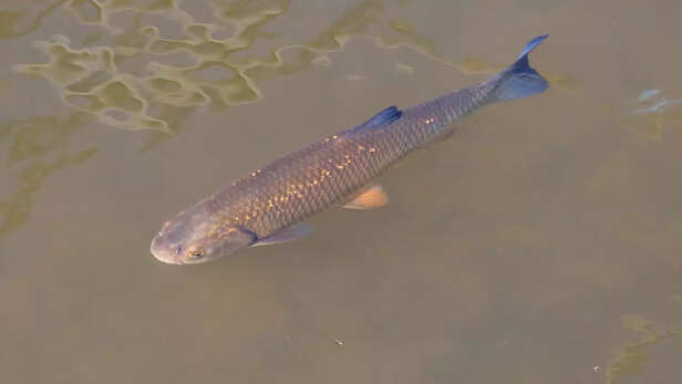 रोहू, कतला और मृगल जैसी भारतीय प्रमुख कार्प, जो कभी यमुना की मत्स्य अर्थव्यवस्था की रीढ़ थीं, अब धीरे-धीरे सिमट रही हैं।