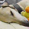 A healthy pet comes with good hygiene routine