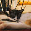 never let your pet sleep on bacteria