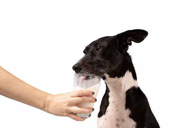 Milk Isn't Safe for All Dogs