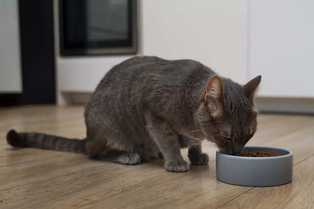 Healthy And Well- Nourished Adorable Cat Eating