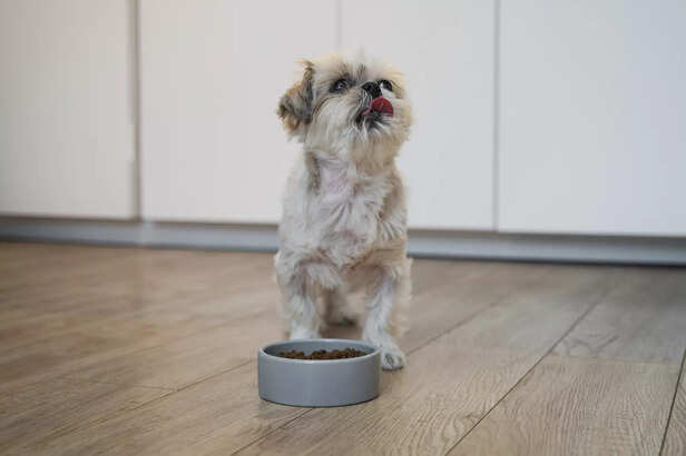 Signs of Poor Nutrition In Pets