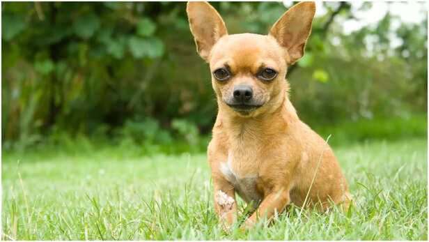 Chihuahua