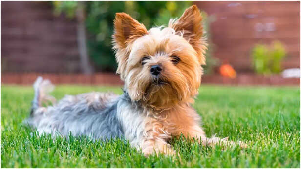 Yorkshire Terrier